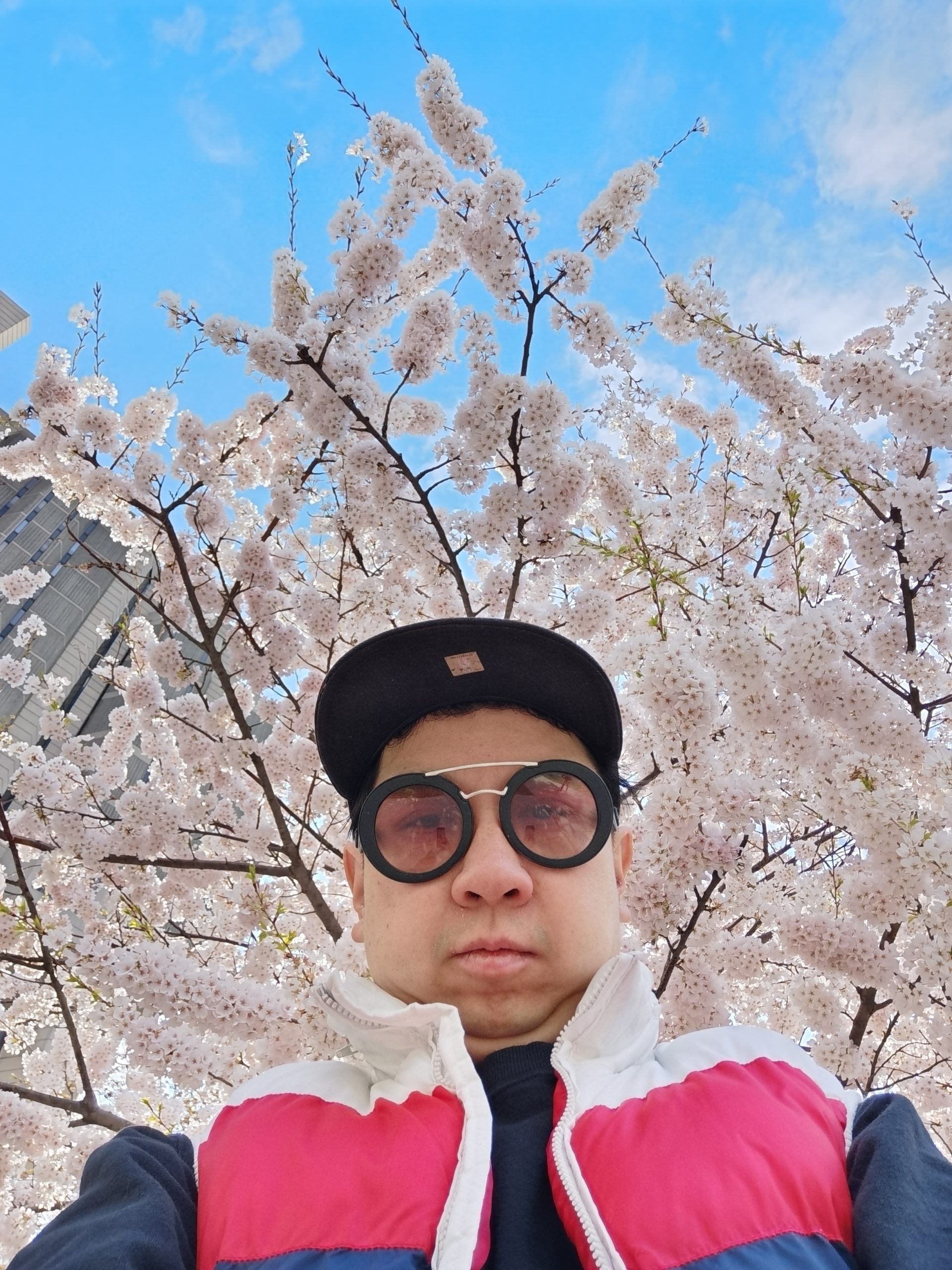 Cherry Blossoms John P. Robarts Research Library (University of