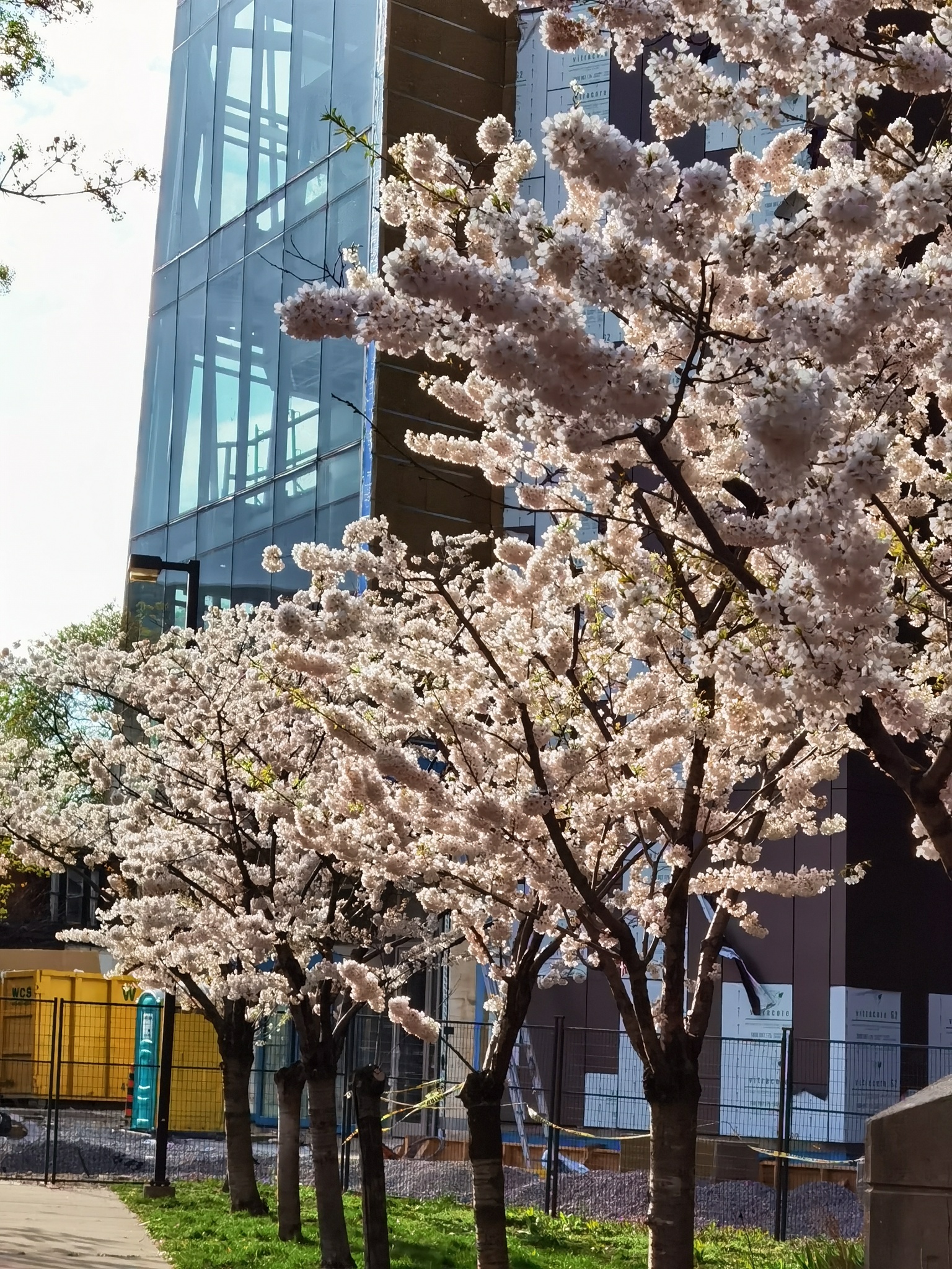 Cherry Blossoms John P. Robarts Research Library (University of