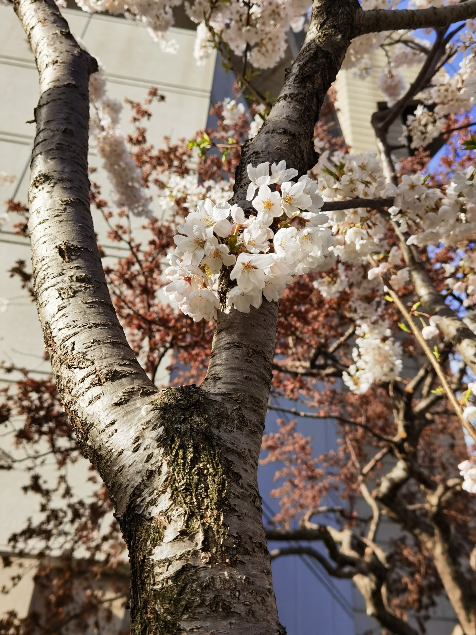 Cherry Blossoms John P. Robarts Research Library (University of
