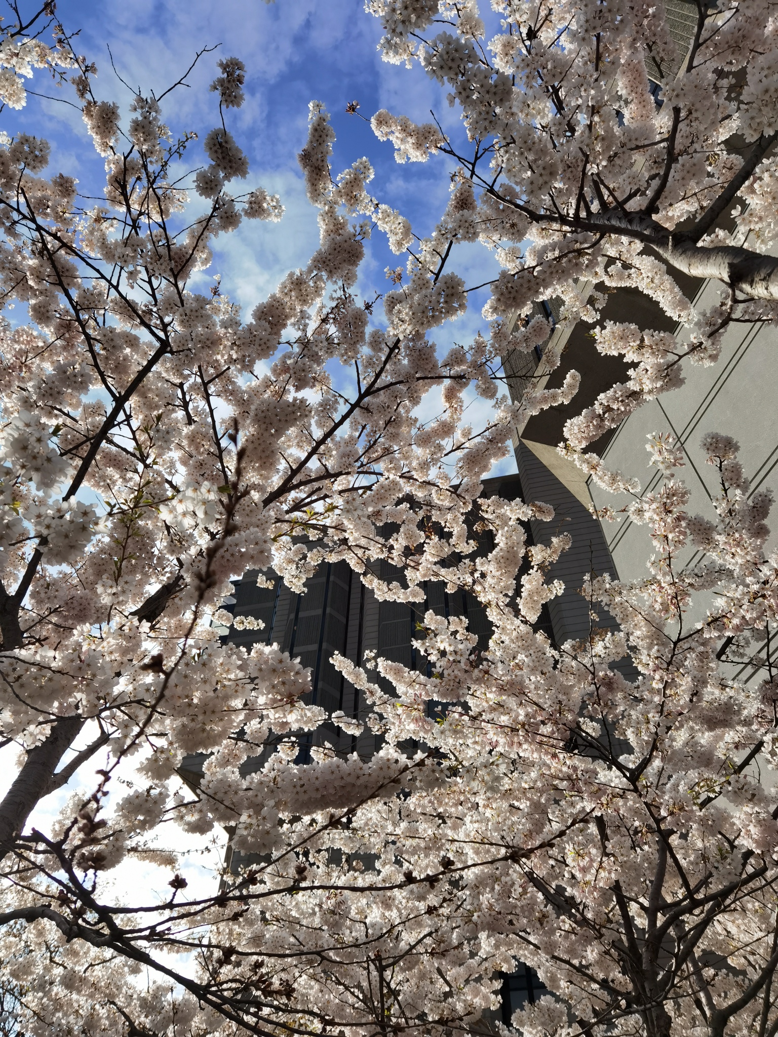 Cherry Blossoms John P. Robarts Research Library (University of