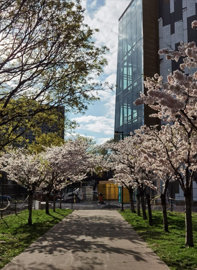 Cherry Blossoms John P Robarts Research Library University Of