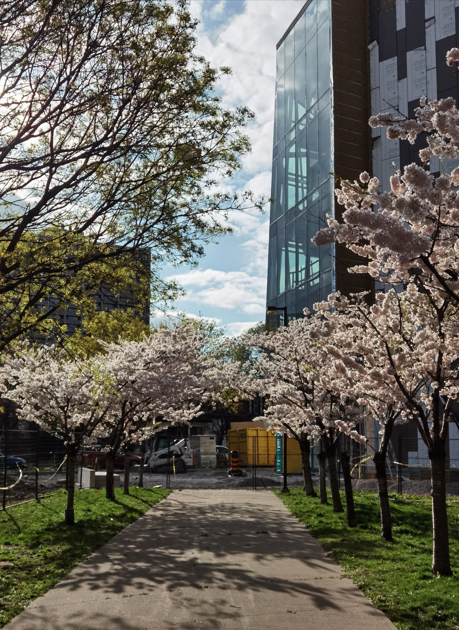 Cherry Blossoms John P. Robarts Research Library (University of