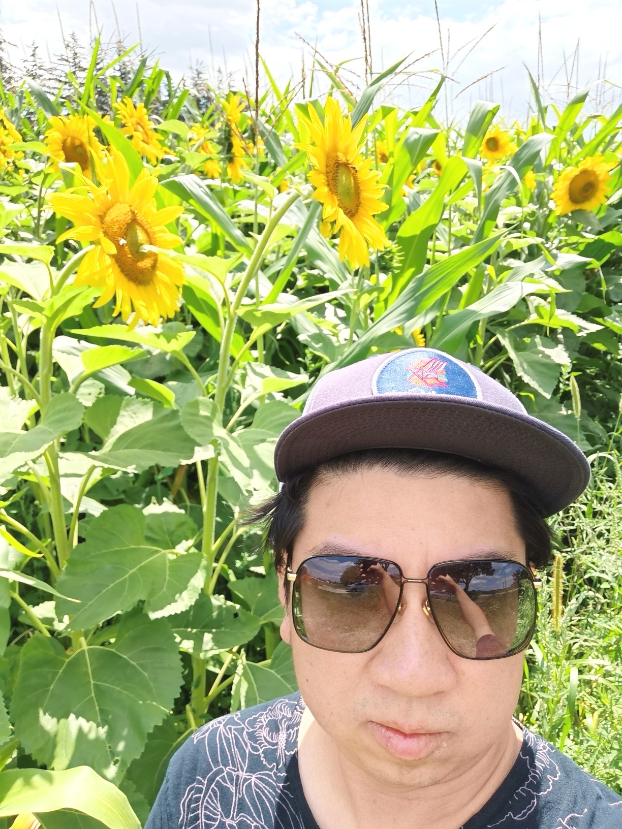 Sunflower Fields of Markham Markham, Ontario, Canada [ONTARIO TRAVEL