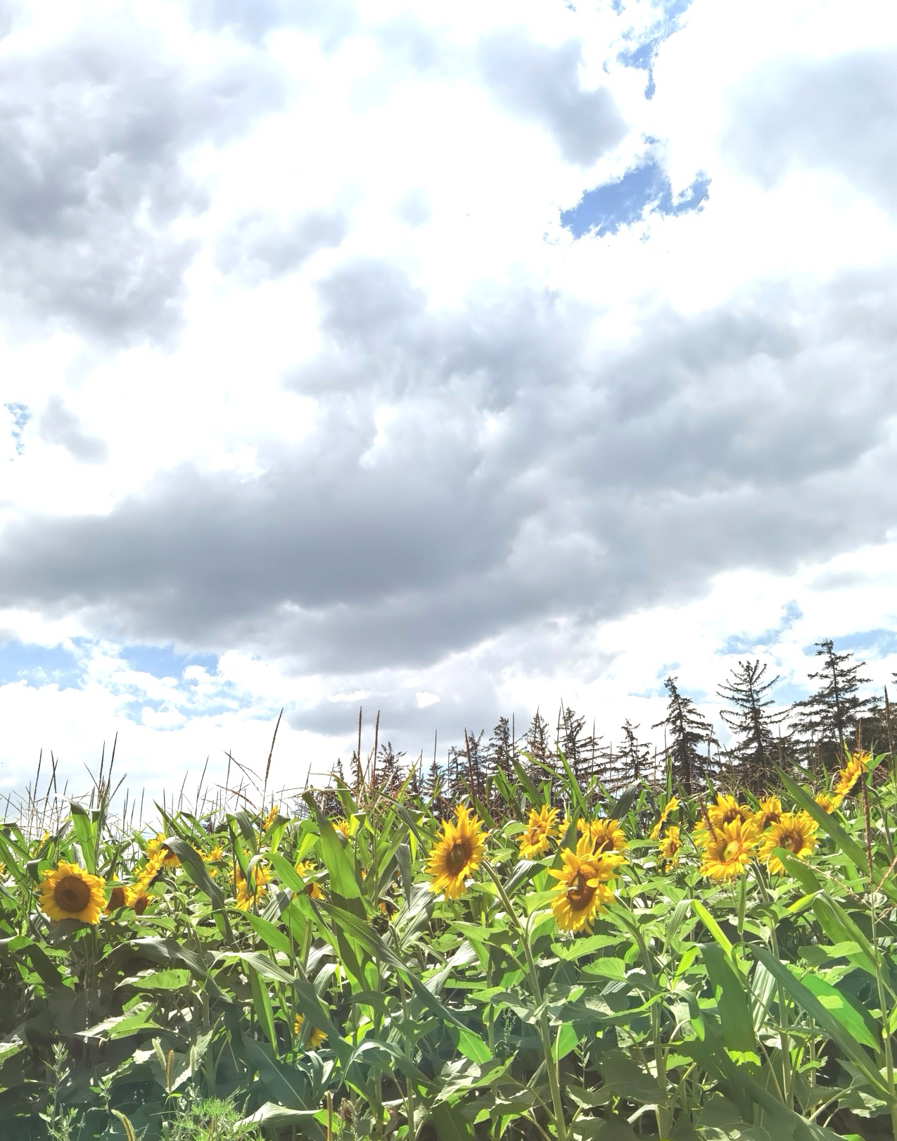 Sunflower Fields of Markham Markham, Ontario, Canada [ONTARIO TRAVEL