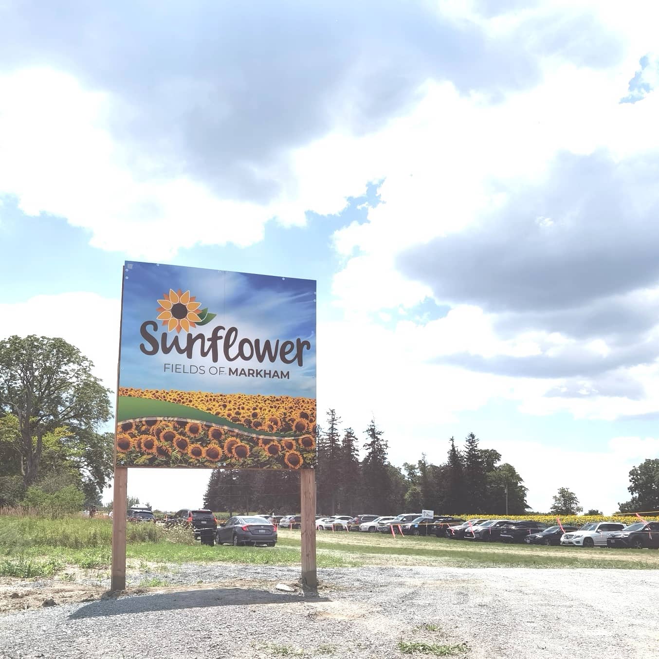 Sunflower Fields of Markham Markham, Ontario, Canada [ONTARIO TRAVEL