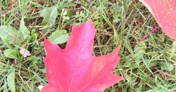 Beautiful Autumn Leaves in Canada – Go Take a Walk at a Park/Hiking Trail Nearest You!