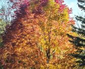 Fall Season at Corner Cottage Grey County – Ontario All-Season Cottage Rental