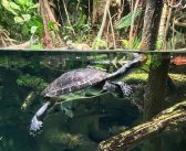 Baltimore National Aquarium – Baltimore, Maryland, USA [BALTIMORE TRAVEL SERIES]
